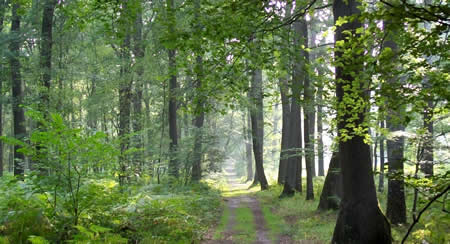 Camping dans l'Oise : forêt et châteaux près de Paris