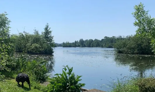 Camping Des Rosiers