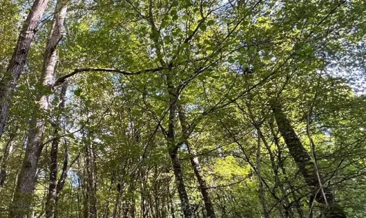 Camping et Relais équestre des Maupi